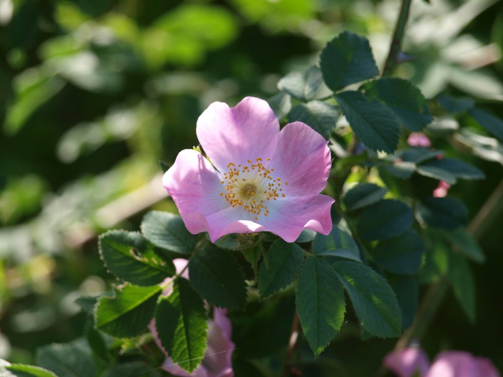 Шиповник повислый