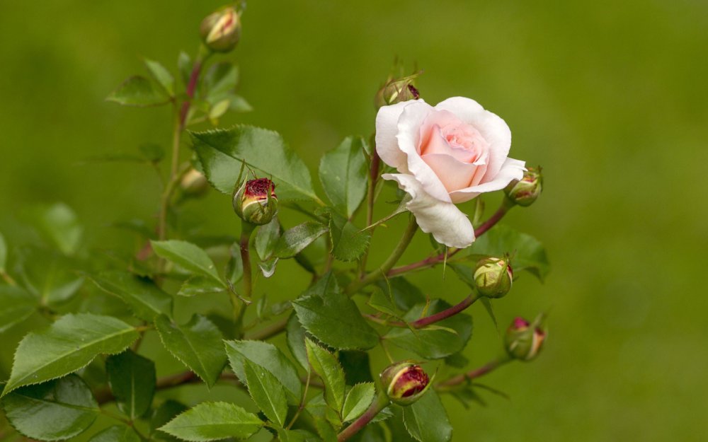 Шиповник белый Дикая роза