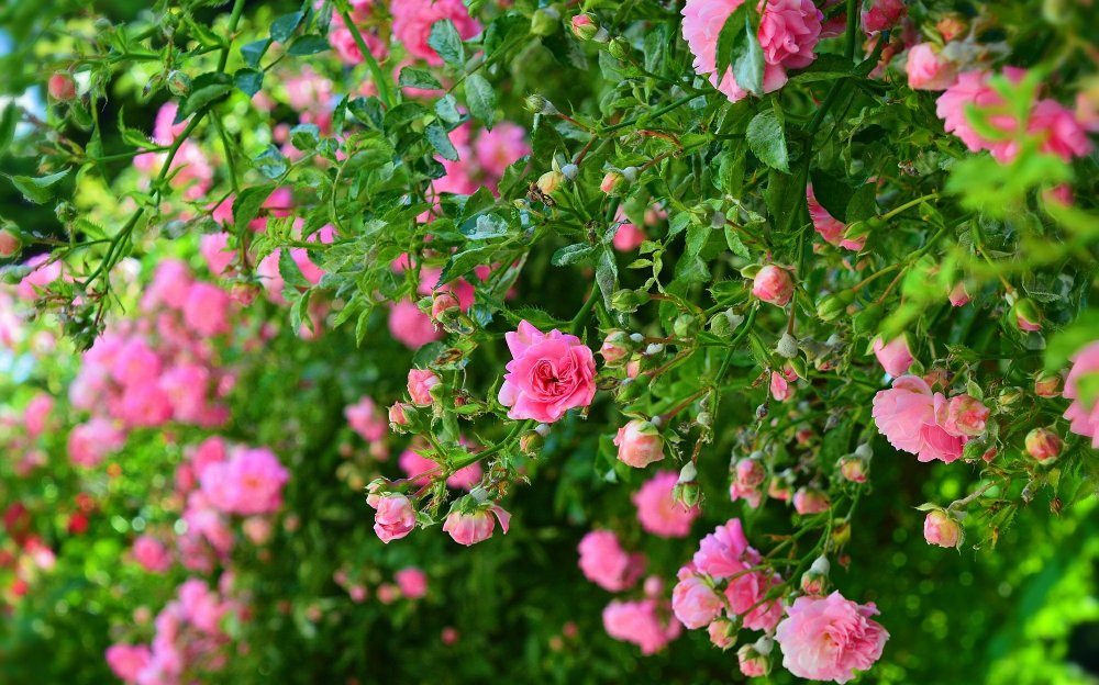 Кустарник розы кустовые розовые