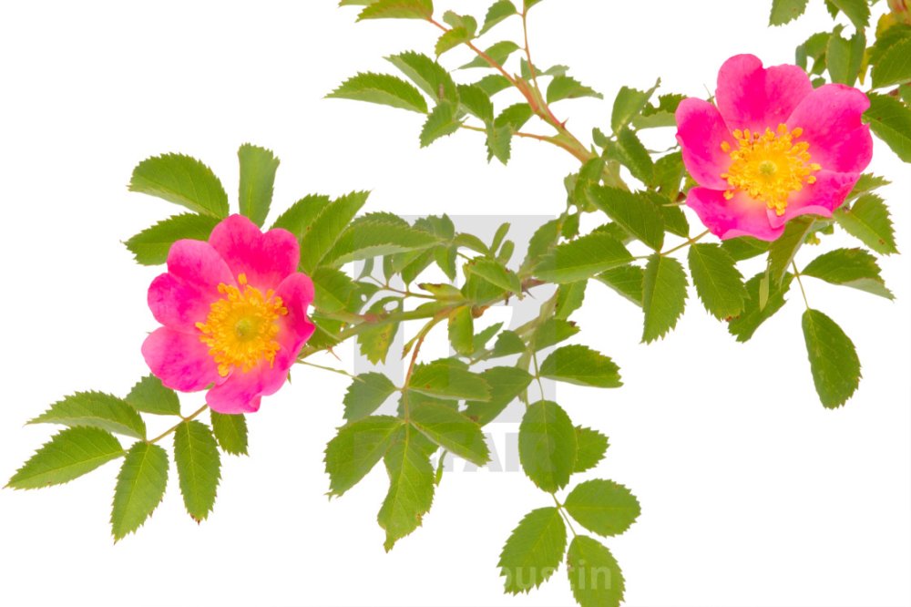 Ветка шиповника на белом фоне