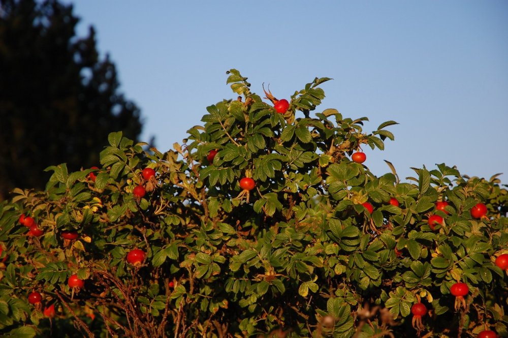 Шиповник куст