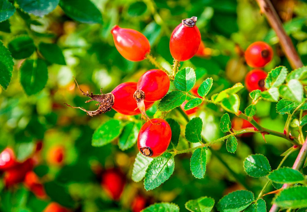 Шиповник ягодный кустарник
