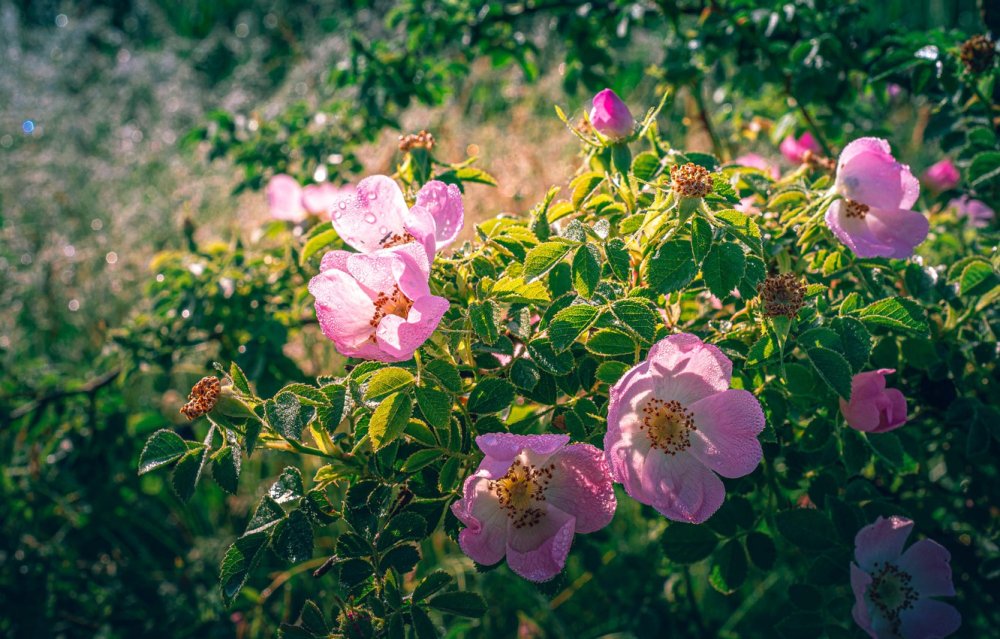 Розовый сад Сулеймана