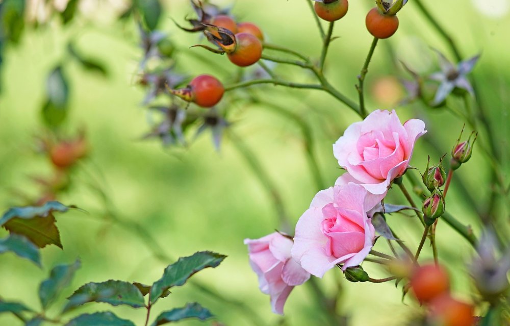 Шиповник куст