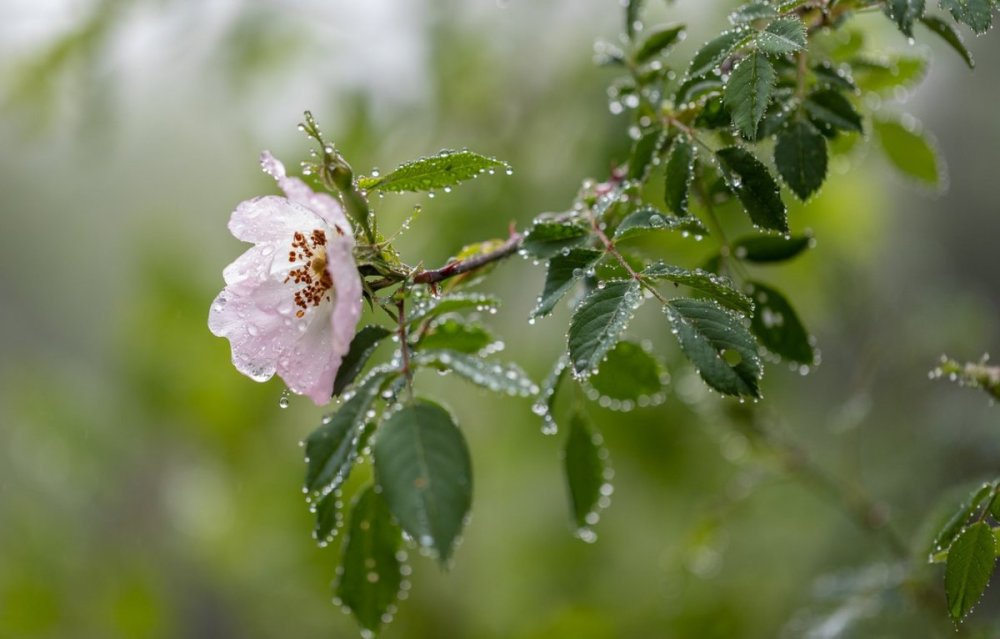 Шиповник цветы