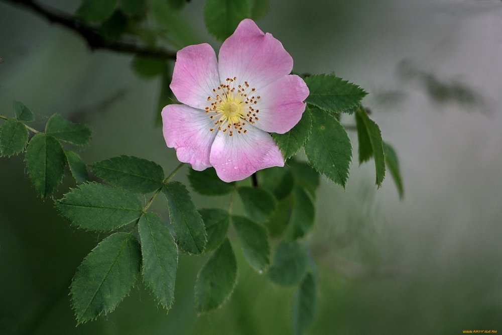 Шиповник Беггера