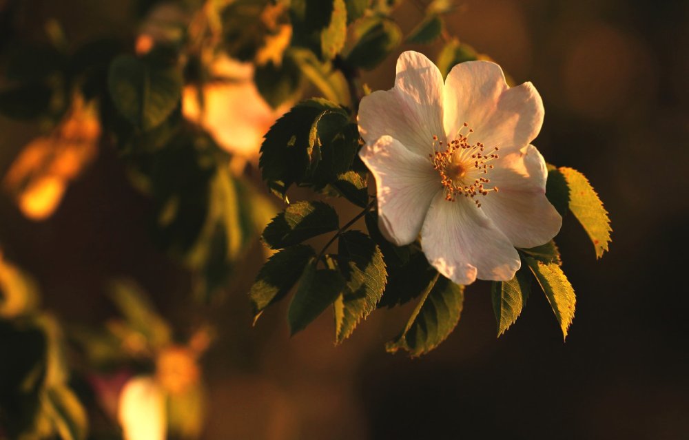 Цветущая ветка шиповника