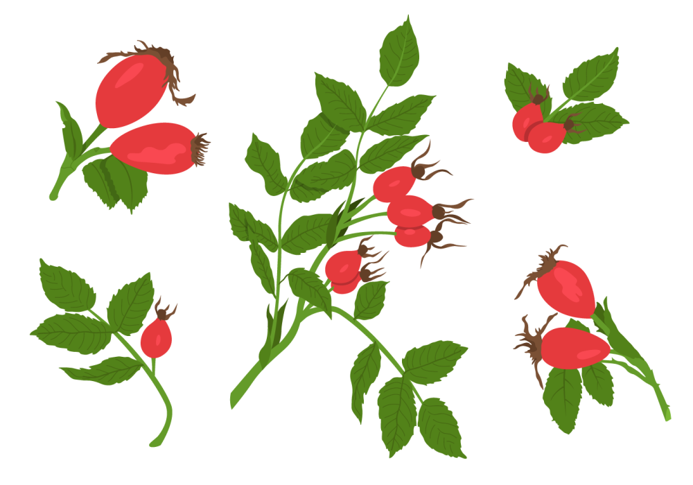 Шиповник ягода вектор