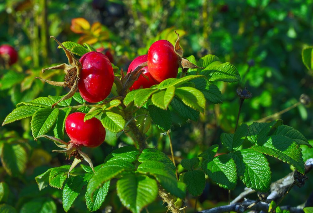 Шиповник Лесной