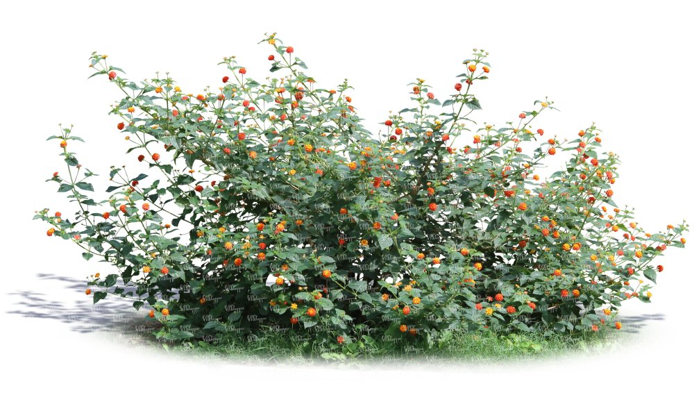 Кустарник шиповник малина