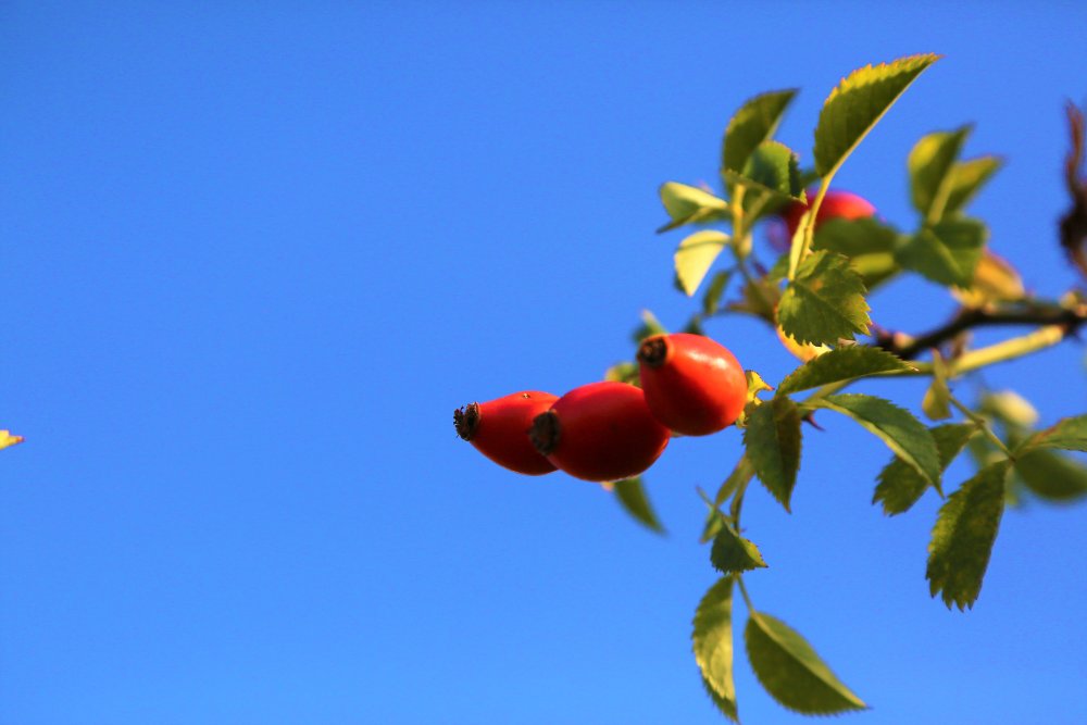 Шиповник рябина кизил