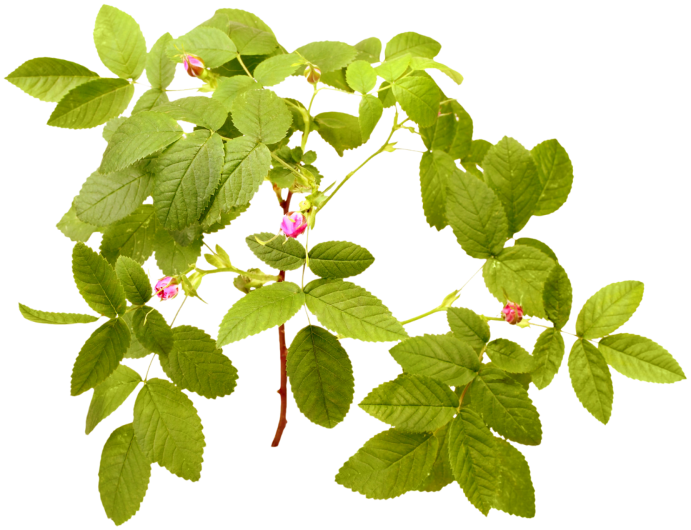 Шиповник куст на белом фоне