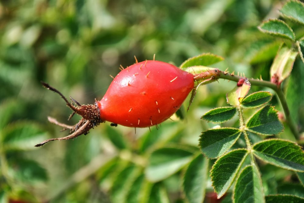 Шиповник ШИПАСТЫЙ плод