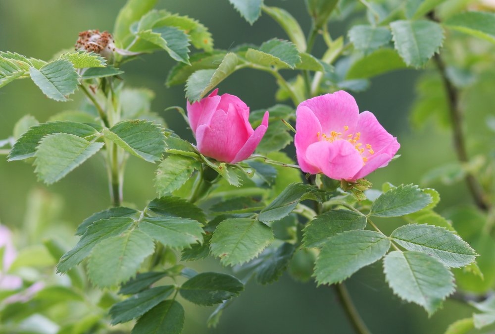 Шиповник мускусный