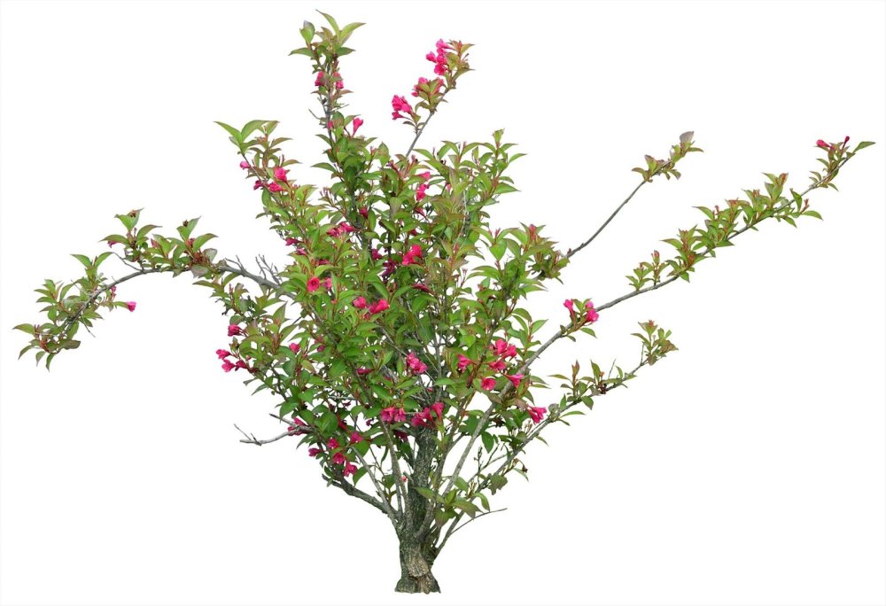 Вейгела куст на белом фоне