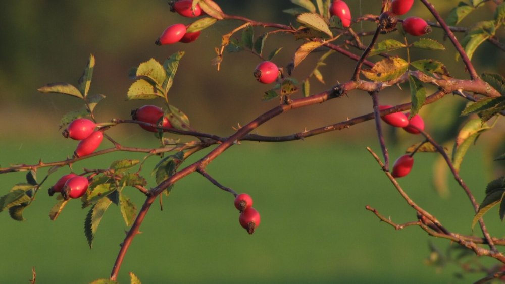 Шиповник Терновник