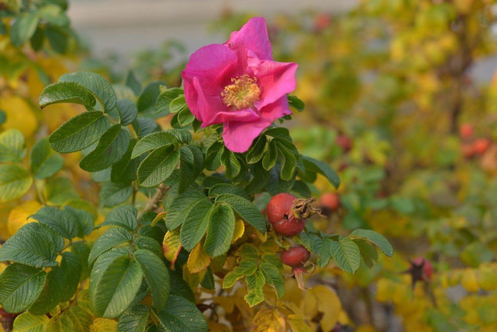 Шиповник Дикая роза ругоза