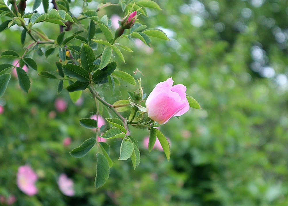 Шиповник Даурский