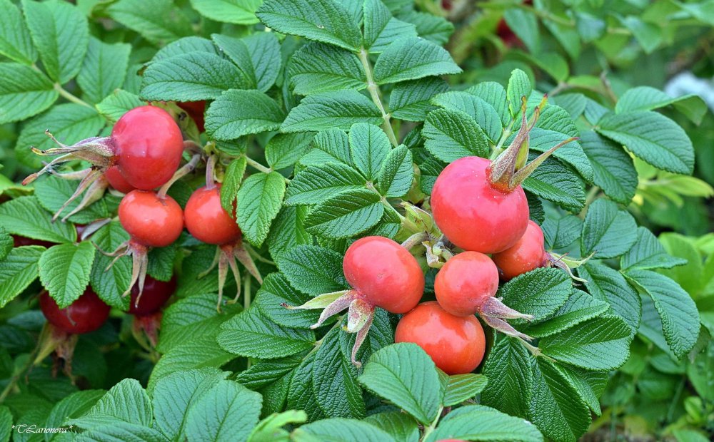 Шиповник цветы