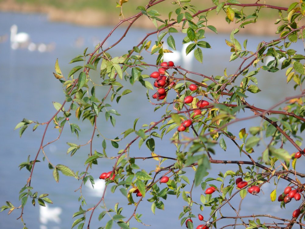 Rosehip на белом фоне