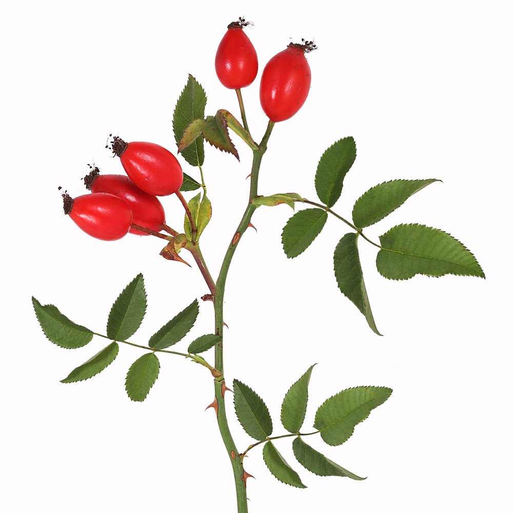 Шиповник крупноплодный ВНИВИ