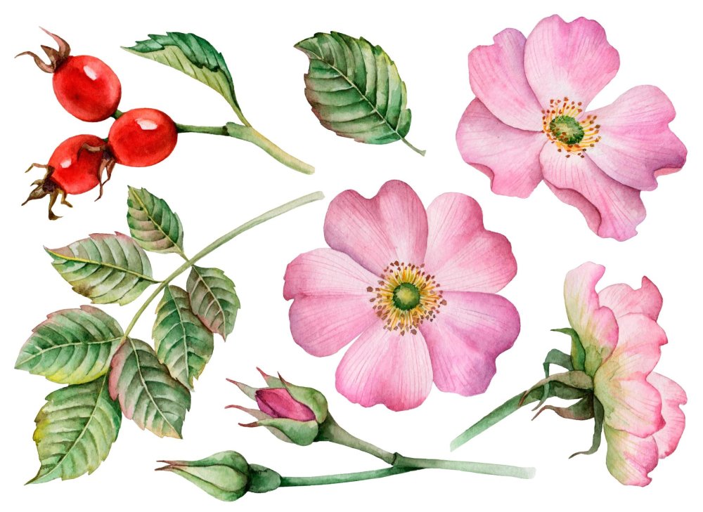 Шиповник куст