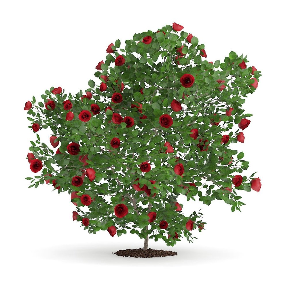 Шиповник куст