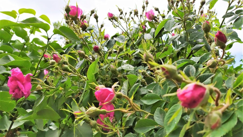 Ветка зимнего шиповника на белом фоне