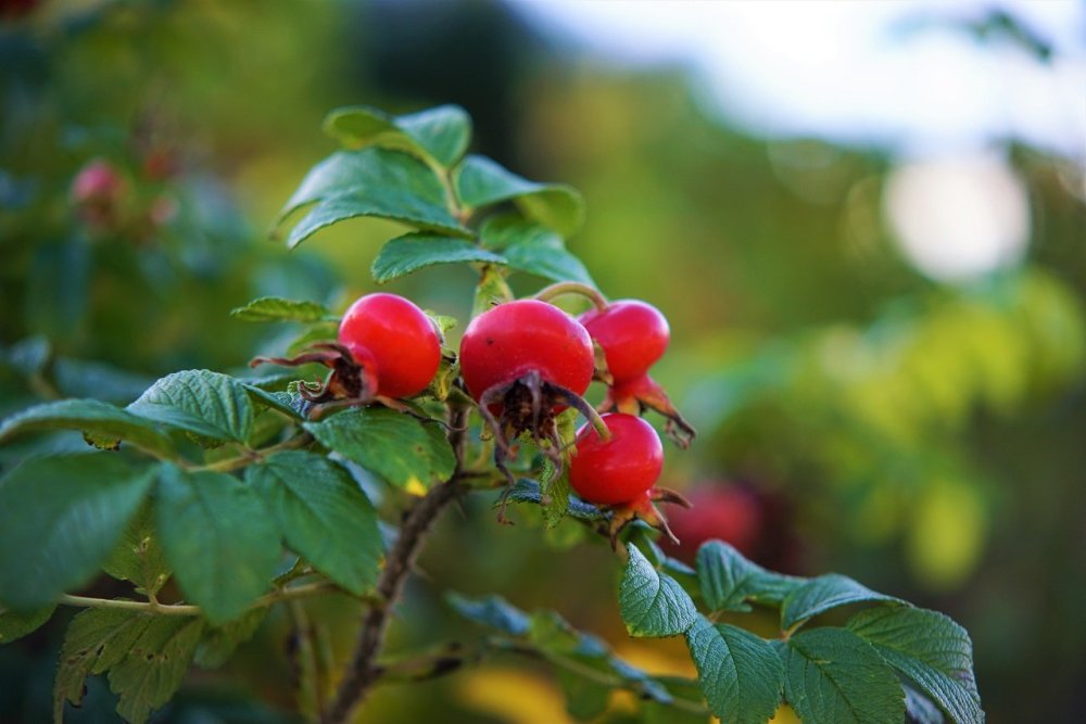 Шиповник куст 3d