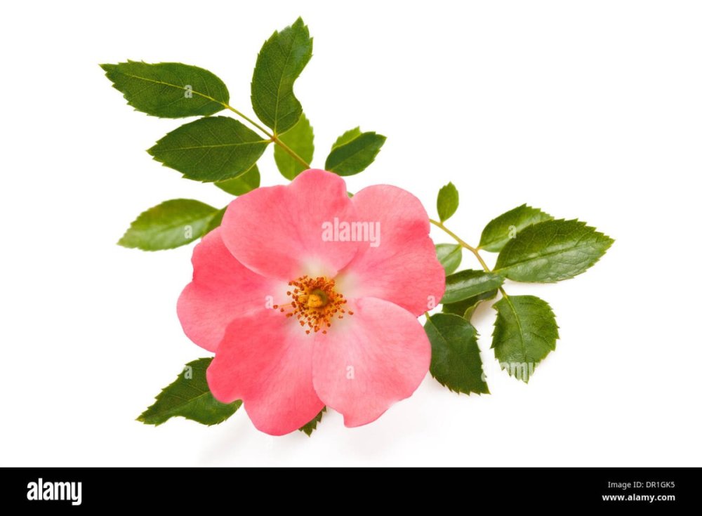 Плоды шиповника рисунок