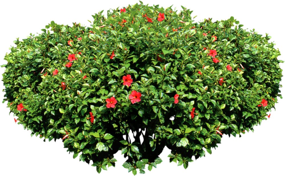 Ветка гравюра