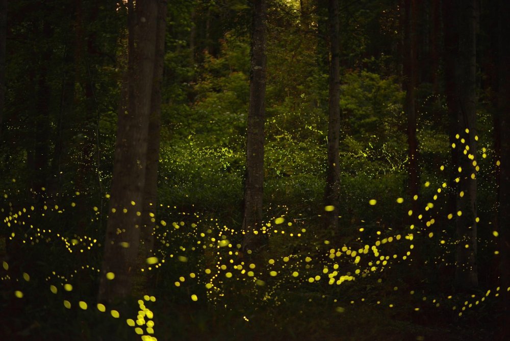 Светящийся лес