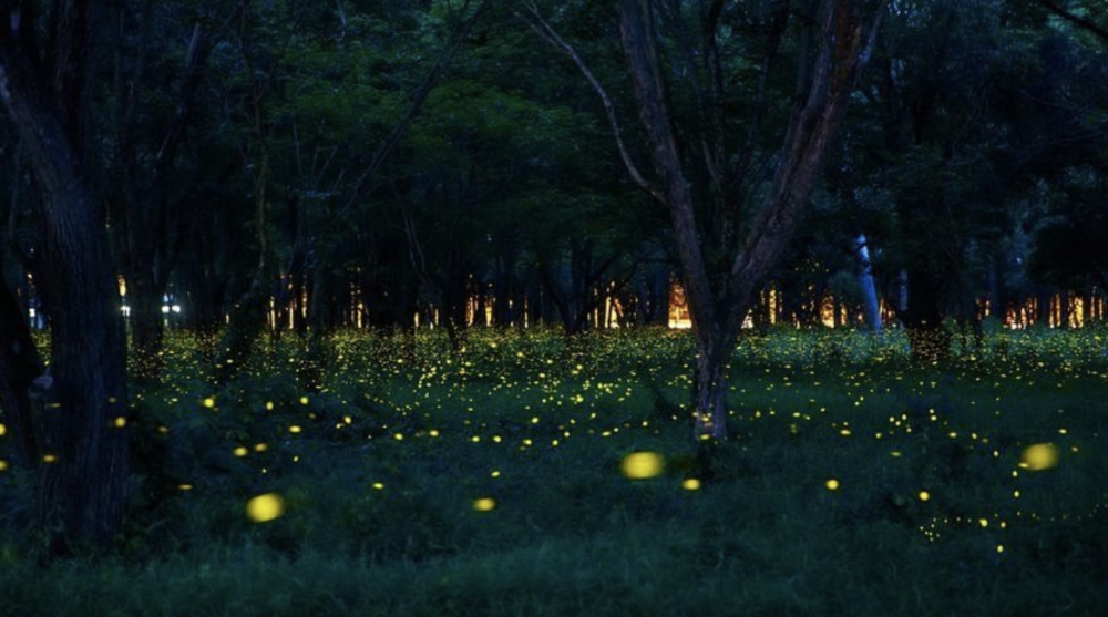 Светлячки в лесу ночью