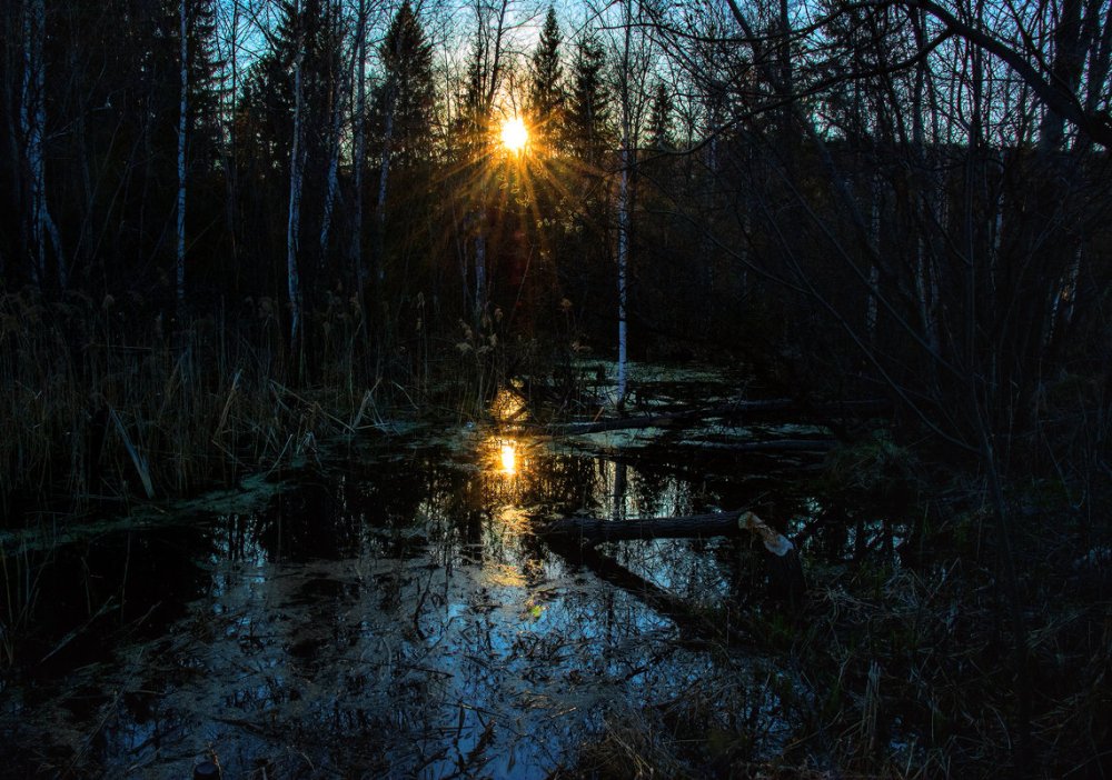 Болото ночью