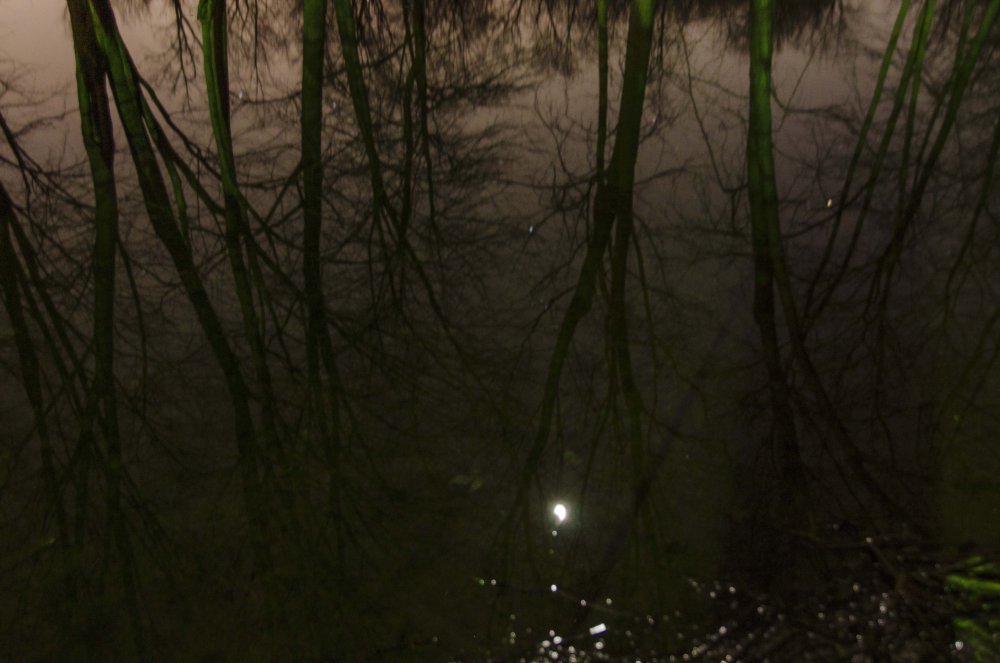 Жуткое болото