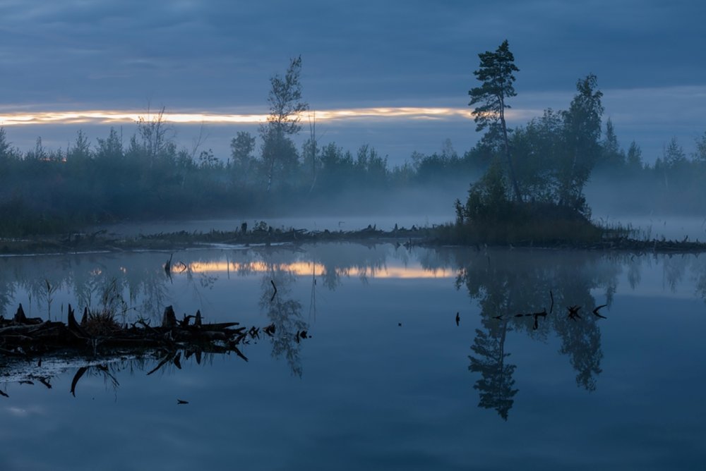 Фэнтези лес