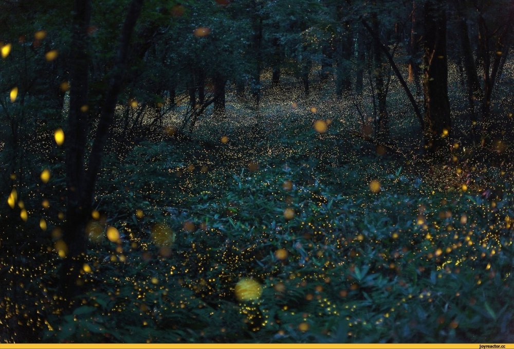 Фильм про огоньки светлячки