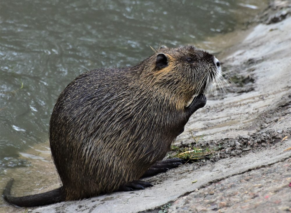 Нутрия фото Речная