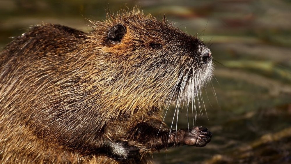 Нутрия ондатра Бобр