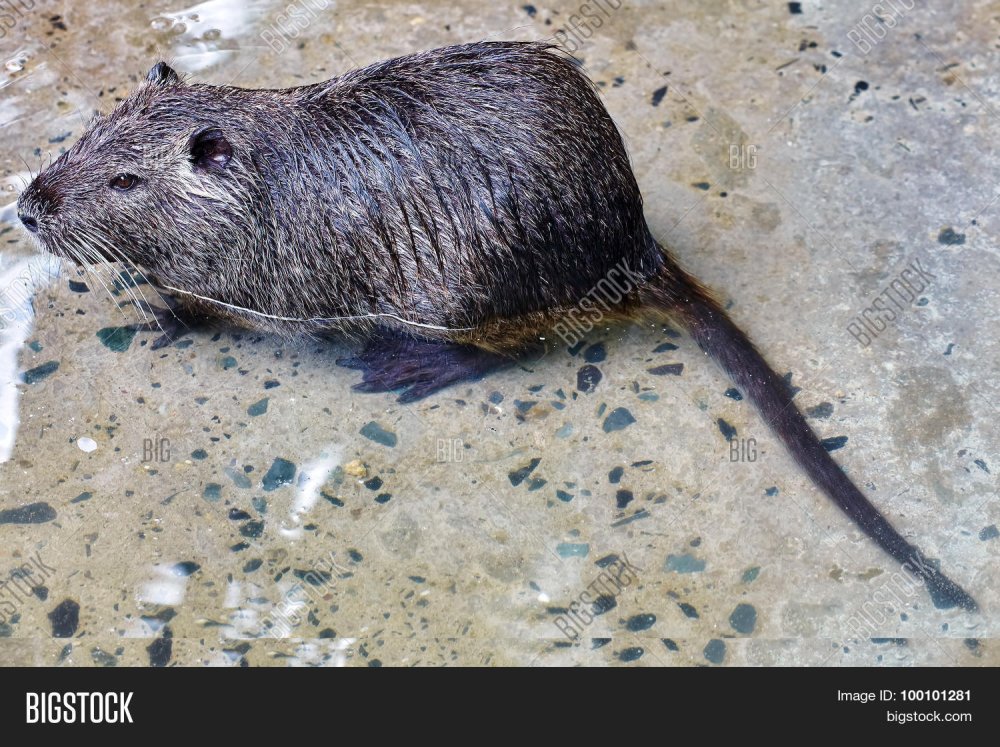 Крысы шубные