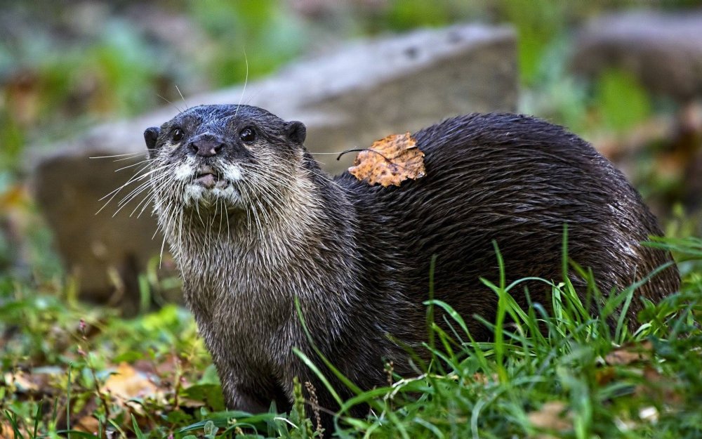 Выдра ондатра нутрия