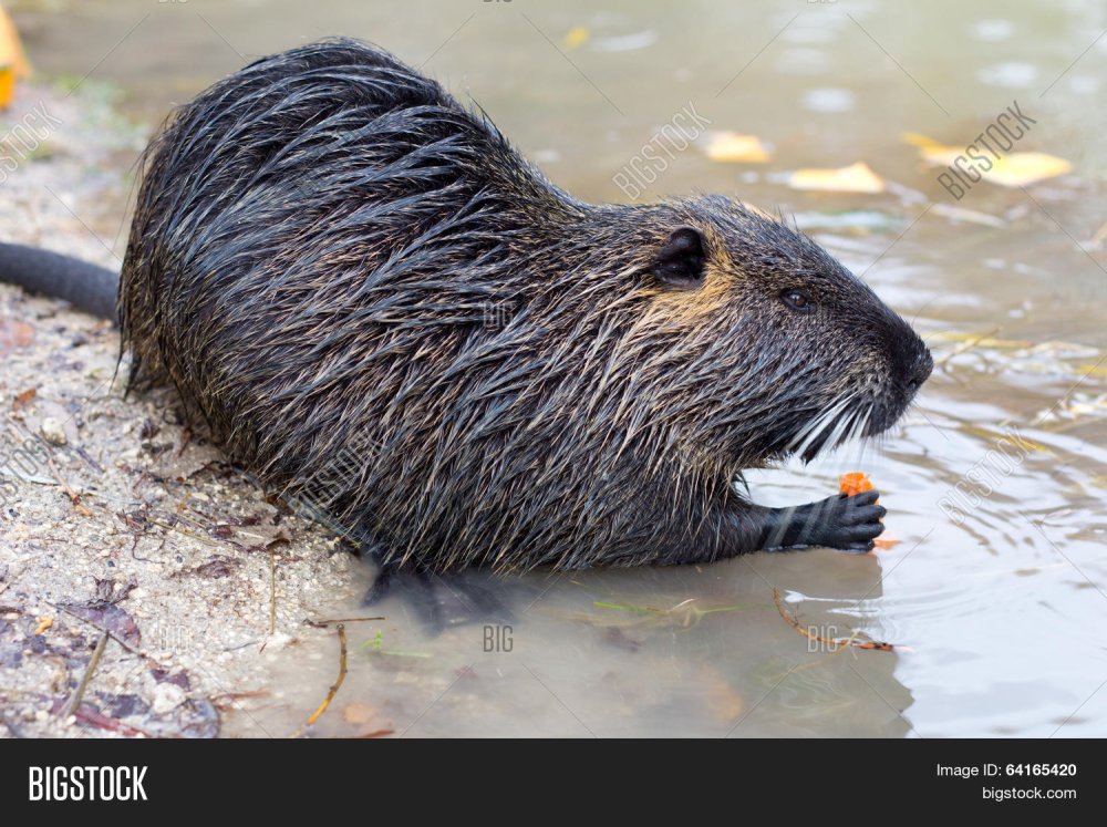 Нутрия крыса водяная черная