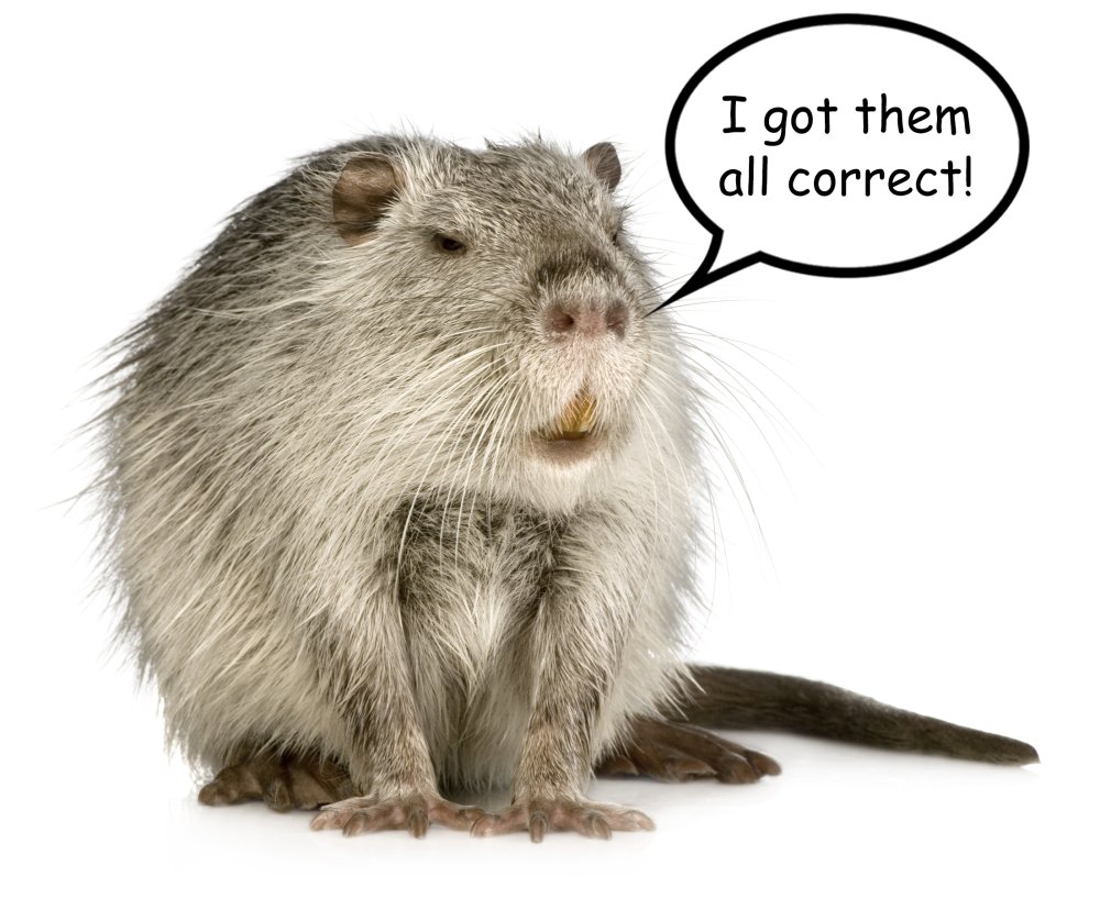 Нутрия на белом фоне