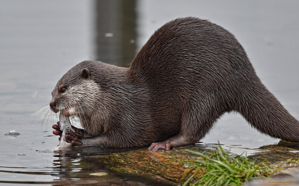 Выдра ондатра нутрия