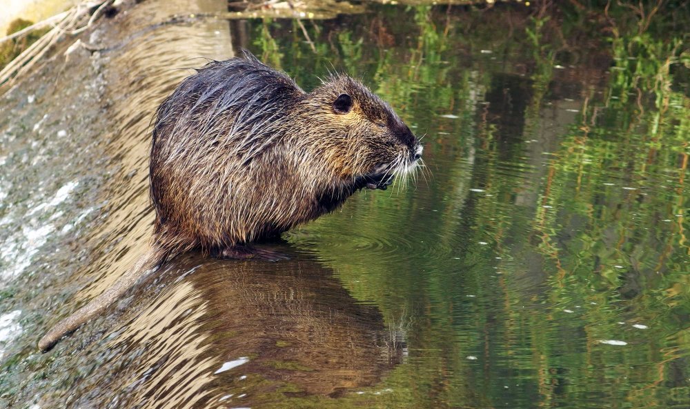 Водяная крыса нутрия и ондатра