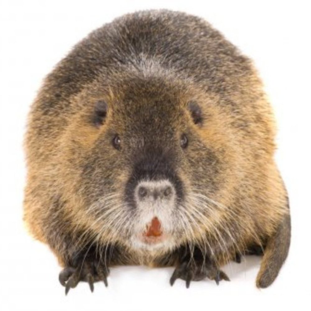 Фото нутрии зверька