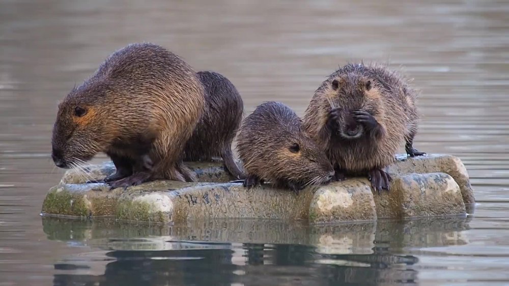 Речной Бобр