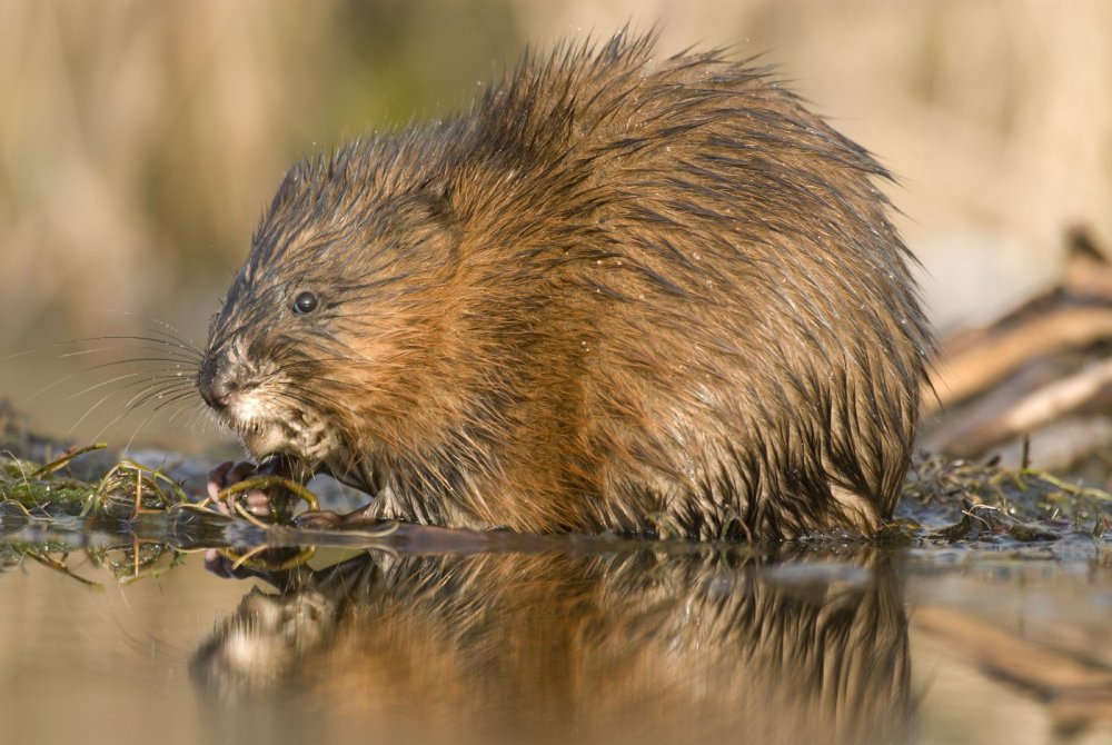 Король ондатра