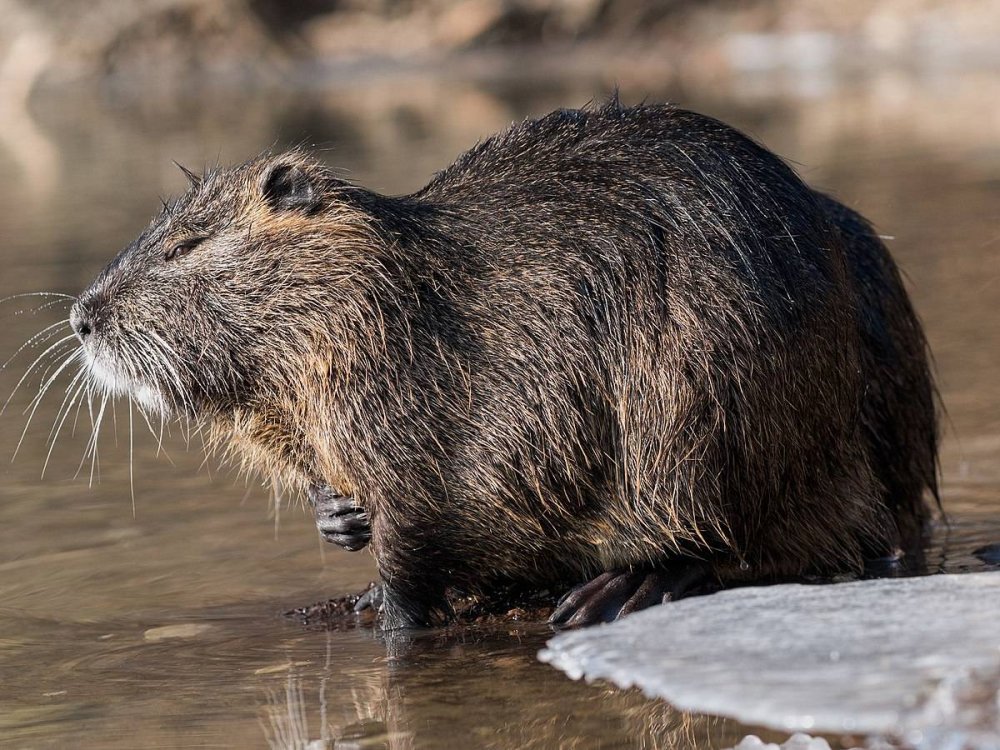 Нутрия и ондатра