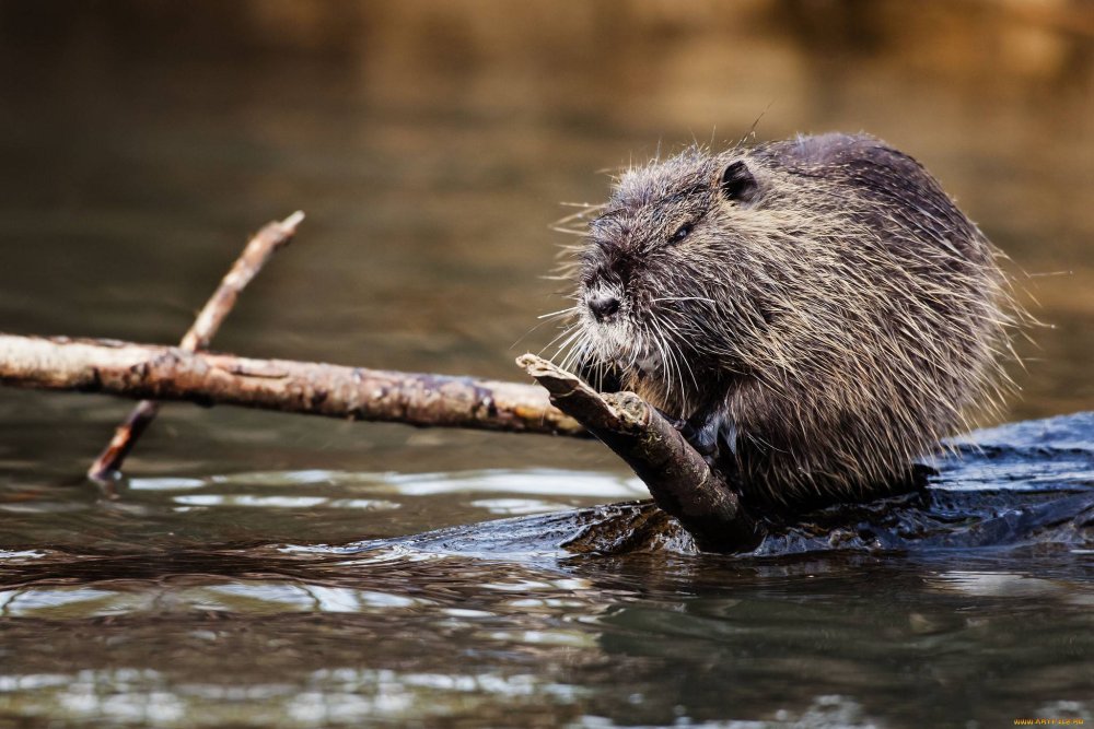 Нутрия и ондатра